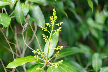 Mango blossoms are blooming before fruiting.
The mango bouquet of mango flower is bloom in the nature