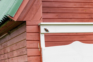 A butterfly resting on a wooden bench.