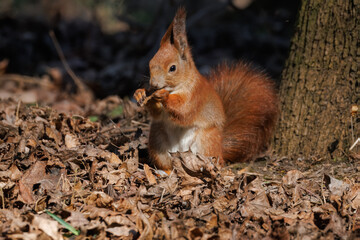 A cute red fluffy squirrel sits on the ground among dry leaves, eating maple seeds while facing the camera lens on a sunny spring day.