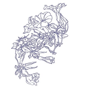 Ipomoea purga (morning glories).Eps 10. Vector illustration.