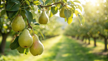 Pear hanging on tree in garden, Pear on tree in natural warm sunlight background © Fx Studio