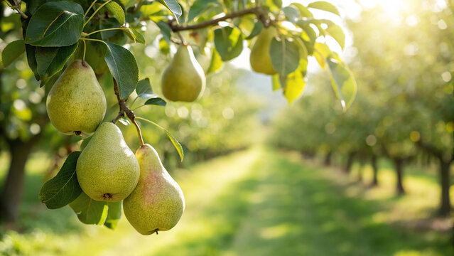 Pear hanging on tree in garden, Pear on tree in natural warm sunlight background