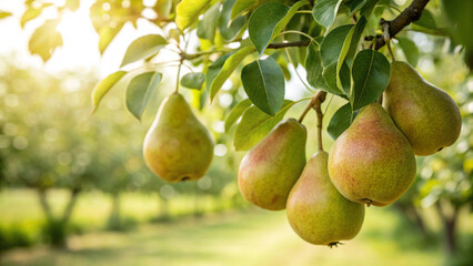 Pear hanging tree in garden, Pear tree in natural warm sunlight background