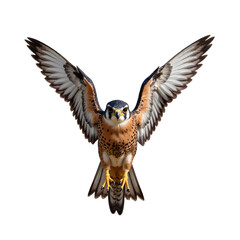 Obraz premium American Kestrel in Flight: Wings Spread Wide, Isolated on White