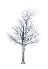 Obraz premium A solitary, ancient deciduous tree, gnarled, ghostly pale trunk, skeletal frost-dusted branches, elegant silhouette, against a transparent background with copy space, crisp studio light. Concept of