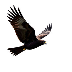 Fototapeta premium Majestic Eagle in Flight, Isolated on White