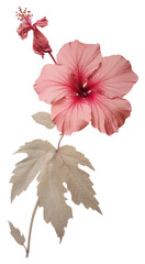 Obraz premium PNG Hibiscus hibiscus flower plant.