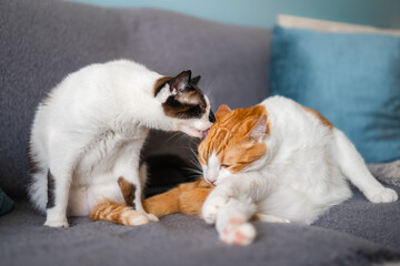 black and white cat licks a brown and white cat on a sofa