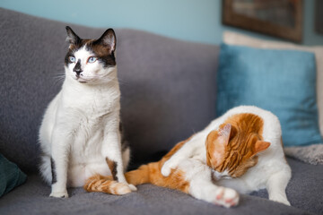 two domestic white cats on a sofa in the living room