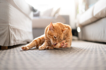 brown tabby cat with green eyes lying on the carpet licks its paw