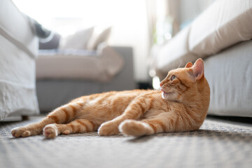 Fototapete bei efototapeten.de bestellen   