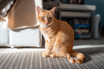 Fototapete bei efototapeten.de bestellen   