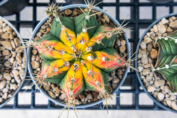 Top view a vibrant Gymnocalycium mihanovichii variegated hybrid cactus with striking orange yellow and green