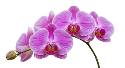 Delicate phalaenopsis orchid blossoms revealing intricate vein patterns and vibrant color gradient