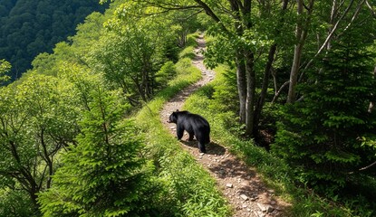 Animals: Japanese black bear walking along mountain trail, photographed from aerial side perspective with dense green forest.