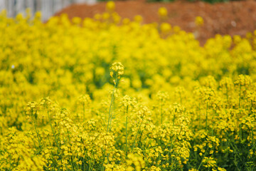 Golden Canola Fields in Full Bloom