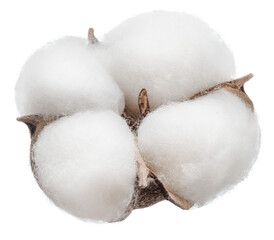 Fluffy cotton boll isolated.
