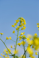 Yellow Canola Flowers in Full Bloom against Blue Sky in Spring