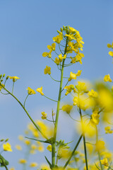 Yellow Canola Flowers in Full Bloom against Blue Sky in Spring