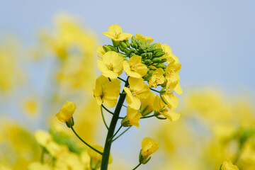 Close-Up of Blooming Yellow Canola Flowers