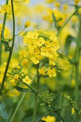 Yellow Canola Flowers Blooming in Spring