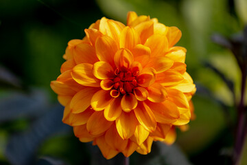 Selective focus of yellow orange flower in garden with green leaves, Dahlia is a genus of bushy, Tuberous, Herbaceous perennial plants, The Asteraceae family of dicotyledonous plant, Nature background