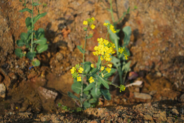 Yellow Canola Flowers Blooming from the Soil