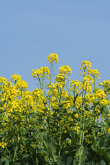Yellow Canola Flowers in Full Bloom against Blue Sky in Spring