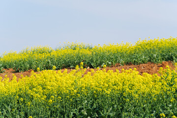 Fototapeta premium Golden Canola Fields in Full Bloom with a Blue Sky