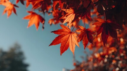 Autumn Maple Leaves