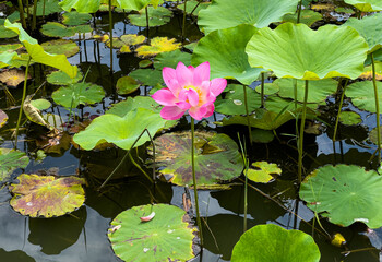 Pink lotus flower at Zhangze Lake, a National Wetland Park in Changzhi, shanxi, China.