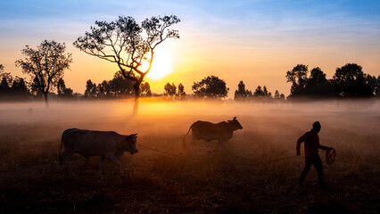 Misty Morning Walk: Farmer and Cattle at Sunrise