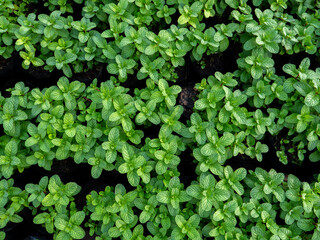 Obraz premium The Lush Green Mint Garden