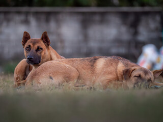 Brown Sibling Dogs Resting on Football Field