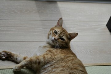 An orange tabby cat lies on the floor, tilting its head while looking at the camera. The feline’s whiskers, fur, and relaxed posture are captured in a natural and cozy indoor scene.