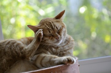 An orange tabby cat scratches its head with a paw while sitting near a window. The feline closes its eyes in comfort, showing natural behavior in a relaxed indoor environment with soft light.