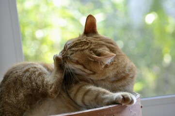 An orange tabby cat scratches its face with a hind leg while resting near a window. The feline shows natural grooming behavior, captured in a relaxed indoor scene with soft daylight.