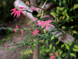 Vivid Pink Devil's Backbone Blooms