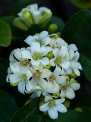The Fragrant White Kamini Blooms