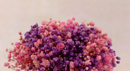 Gypsophila multicolored in panorama. Gypsophila flowers close-up. Macro. Summer multicolored flowers.