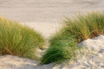White sand beach along the North sea coast, European marram grass (beach grass) on the dune or dike, Ammophila arenaria is a species of grass in the family Poaceae, North Holland province, Netherlands