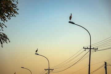 Several storks are standing on traffic street lamps