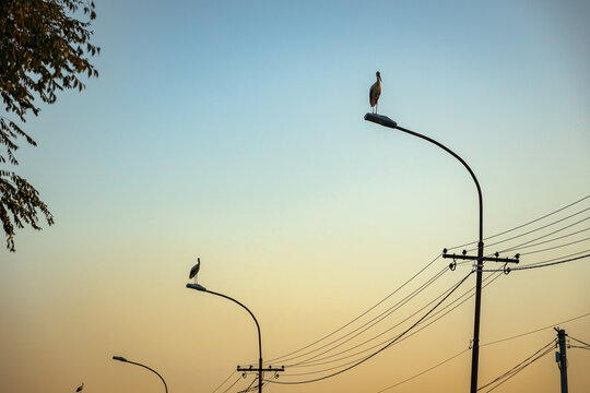 Several storks are standing on traffic street lamps