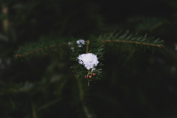 Snow on Pine Needle 