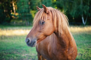 Obraz premium Brown Horse with Long Mane in Green Pasture 