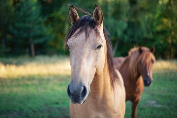 Fototapeta premium Buckskin Horse in Pasture with Chestnut Companion 