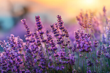 Obraz premium Lavender flowers in a field at sunset beautiful purple blooms nature scene