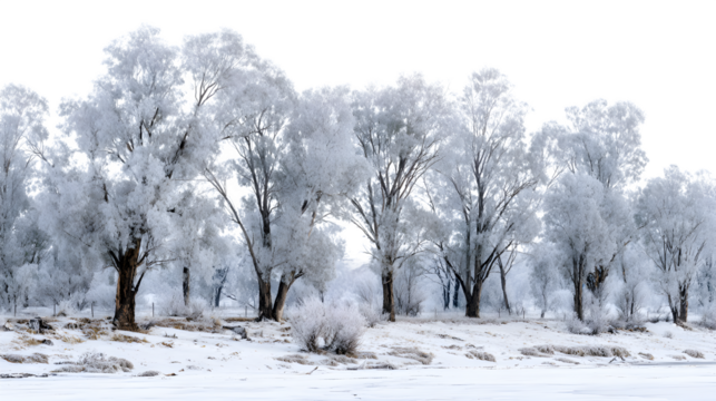 Snowy river valley with trees covered in frost