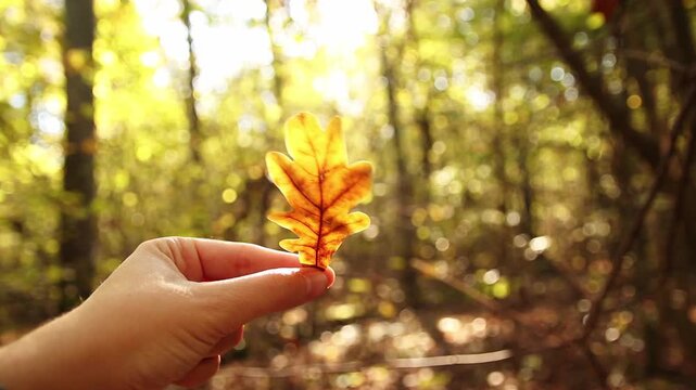 A Hand Holding a Leaf. Mindfulness in a September Autumn Forest. The Arrival of Autumn. A Hand with a Leaf in a Forest. Hello autumn concept
