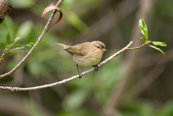 Chiffchaff perched on a branch, close up, united kingdom, summer time